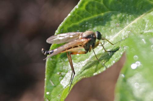 Réf. 273 915 : Rhagio tringarius